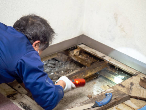 Best Mold Cleaning Services  in Forestde, AL