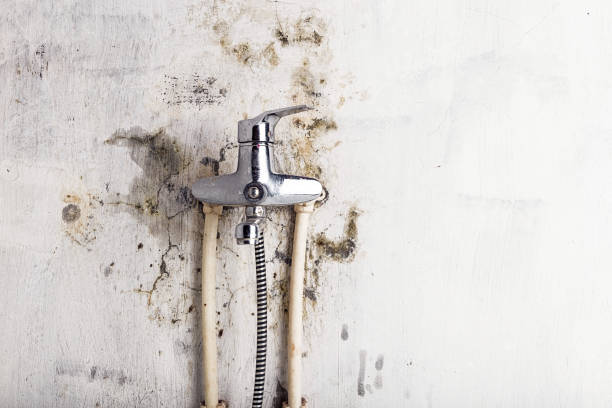 Best Toxic Mold Removal  in Forestde, AL