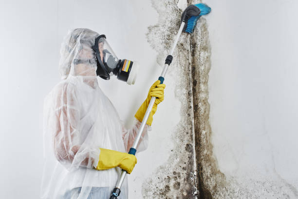 Best Fast Mold Removal  in Forestde, AL