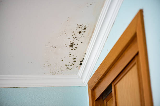 Best Fast Mold Removal  in Forestde, AL