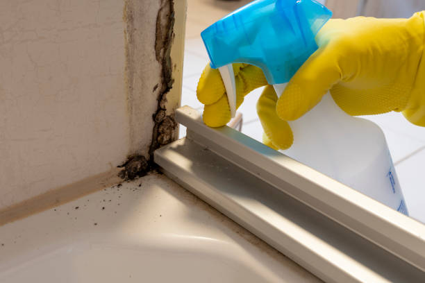 Best Emergency Mold Removal  in Forestde, AL