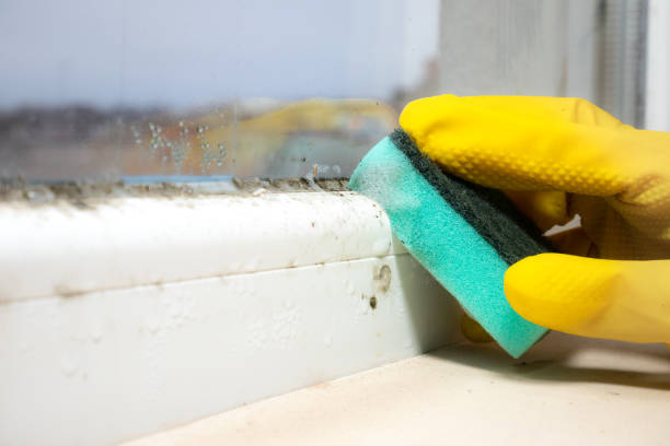 Best Local Mold Removal Service  in Forestde, AL