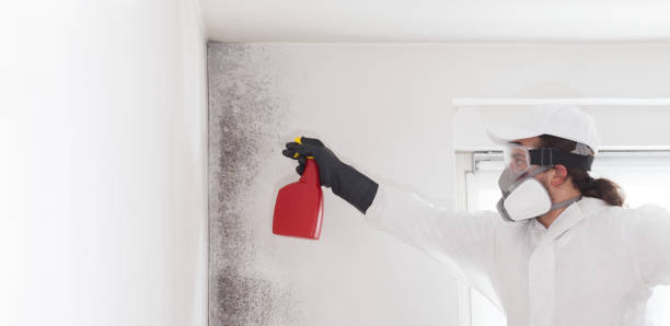 Mold Removal and Inspection in Forestdale, AL