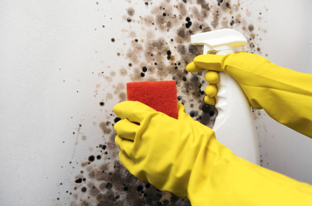 Best Home Mold Removal  in Forestde, AL