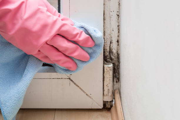 Best Water Damage Restoration  in Forestde, AL