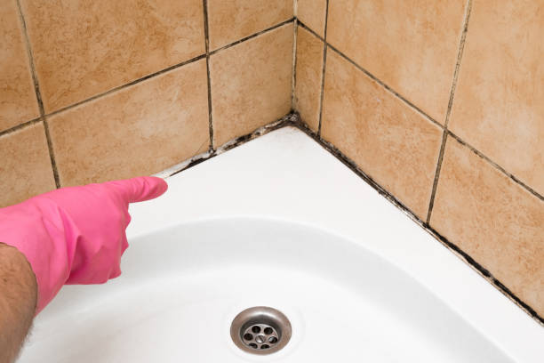 Best Mold Removal Near Me  in Forestde, AL